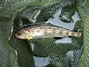 2007-04-08 013.JPG